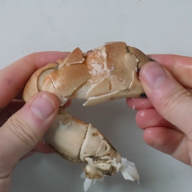 To personer holder en krabbeklør som er delt i to, med hvitt kjøtt inni, mot en lys bakgrunn.