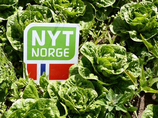 Salatplanter med et skilt som sier 'Nyt Norge' i en grønn hage