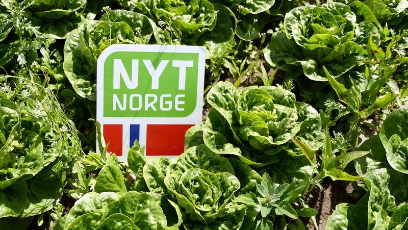 Salatplanter med et skilt som sier 'Nyt Norge' i en grønn hage