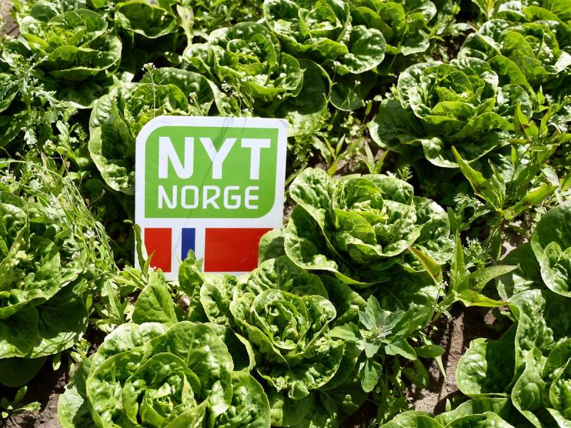 Salatplanter med et skilt som sier 'Nyt Norge' i en grønn hage