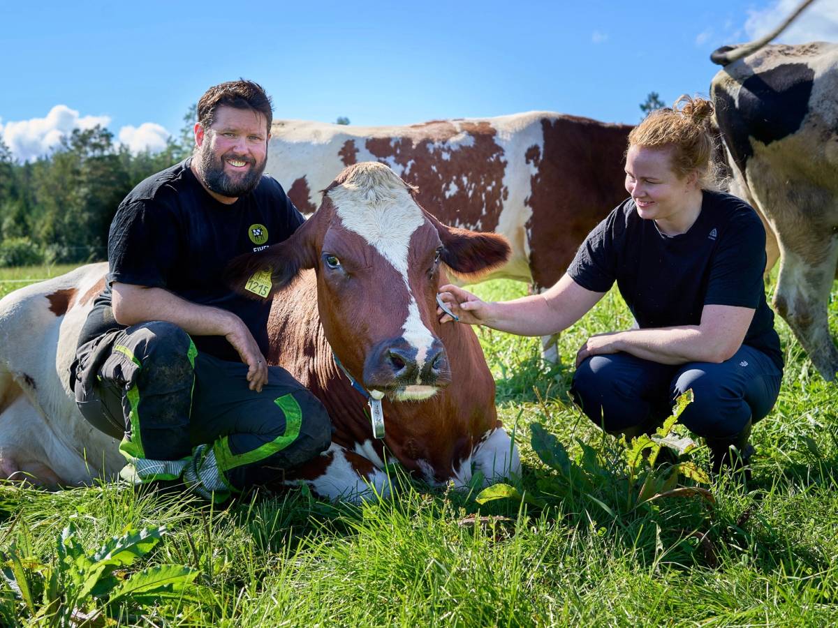 To personer som klapper en brun og hvit ku på en grønn eng under en klar blå himmel.