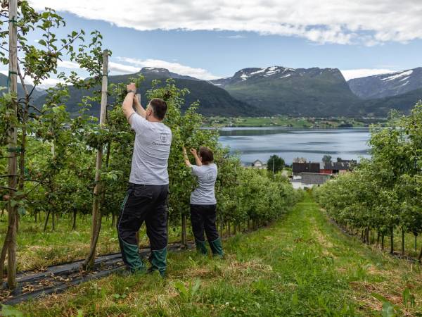 To personer plukker druer i en vinmark med fjell og innsjø i bakgrunnen, under en skyet himmel.