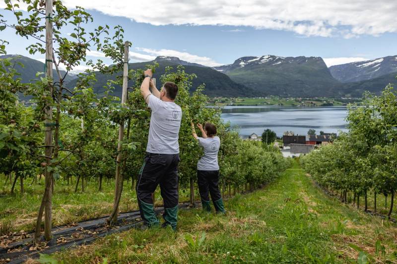 To personer plukker druer i en vinmark med fjell og innsjø i bakgrunnen, under en skyet himmel.
