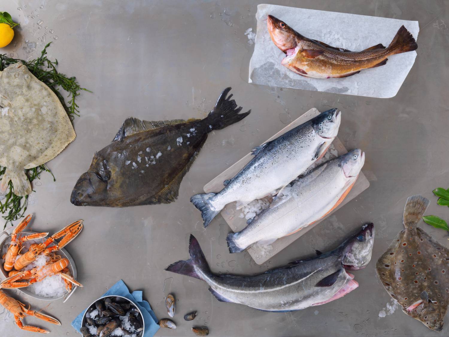 Ferske fisker på en fiskedisk med ulike typer sjømat, inkludert torsk, sei og reker, på en grå bakgrunn.