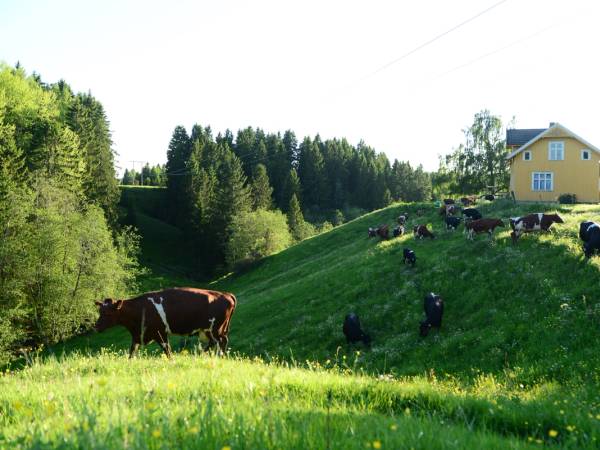 En grønn ås med kuer som beiter, omgitt av trær og en liten gul hus i bakgrunnen.