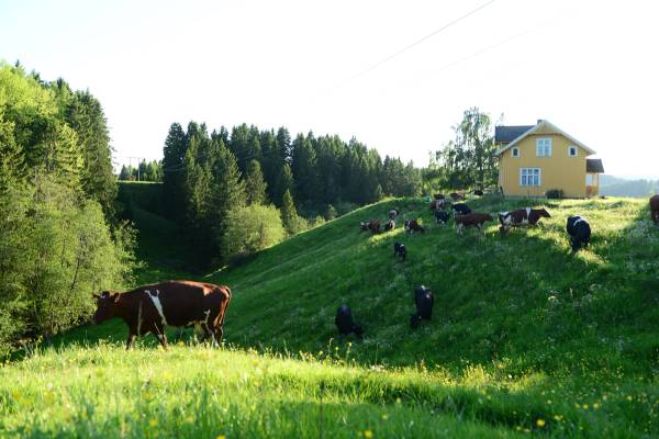 En grønn ås med kuer som beiter, omgitt av trær og en liten gul hus i bakgrunnen.
