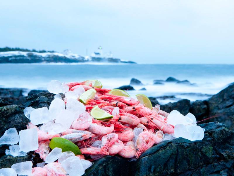 Skjell og is på en stein ved sjøen om vinteren, med en kystlinje i bakgrunnen.