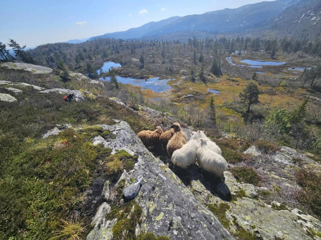 Fjellandskap i Telemark med sauer som beiter på en steinete skråning, innsjøer og fjell i bakgrunnen.
