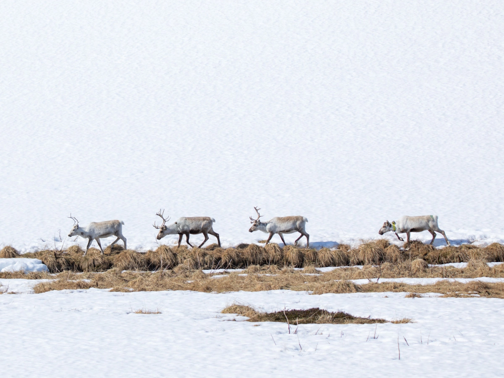 Reinsdyr som går i en rekke over snø og lyng i Finnmark om våren.