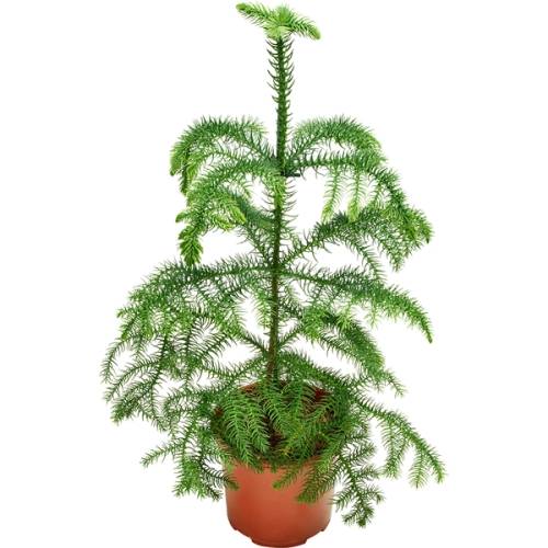 En stuegran med tynne, nåleaktige blader i en potte, oppreist og med flere grener.