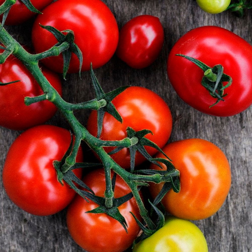 Modne tomater på en gren ligger på en treplate, med noen grønne og gule tomater blant de røde.