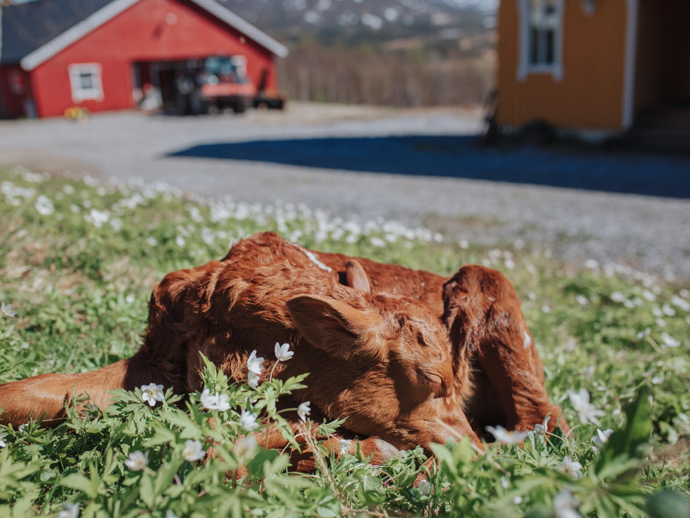En rød Labrador retriever ligger på en grønn eng med hvite blomster, med en rød og en gul bygning i bakgrunnen.