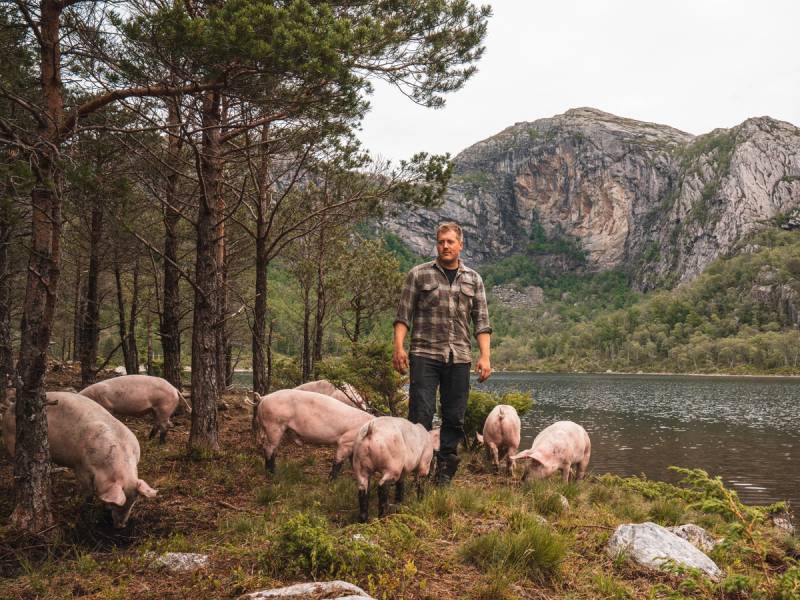 En mann står blant flere griser ved Bjuland gård med fjell og vann i bakgrunnen