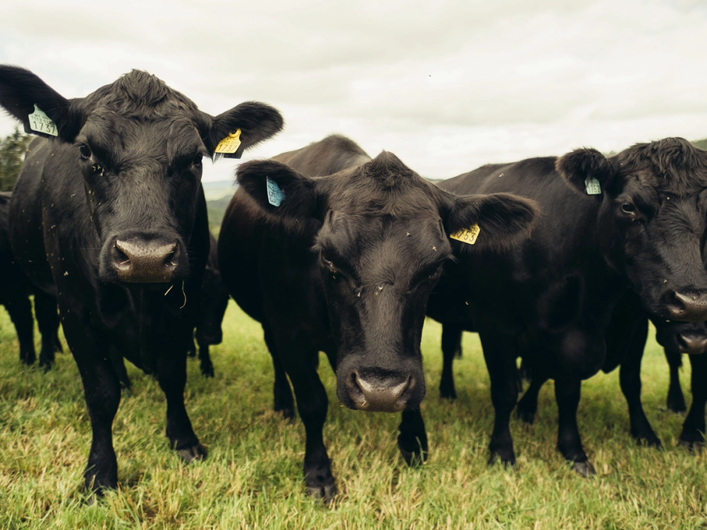 Tre svarte Angus-kyr står på en grønn eng med overskyet himmel i bakgrunnen.