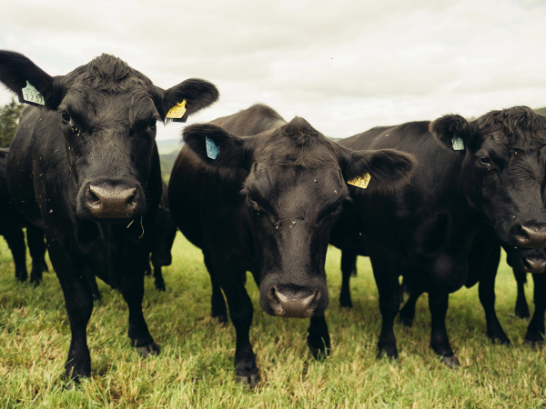 Tre svarte Angus-kyr står på en grønn eng med overskyet himmel i bakgrunnen.