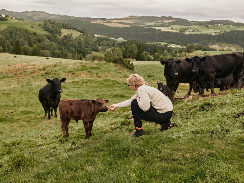 En person som klapper en brun kalv på en grønn åker med flere svarte kyr i bakgrunnen, omgitt av åser og skog.