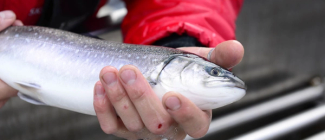 En person holder en fisk med begge hender, med en bakgrunn som antyder utendørs omgivelser.