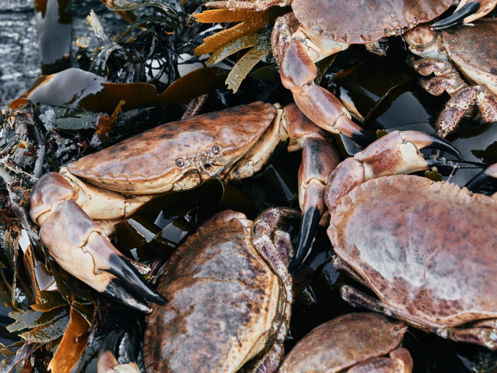 Flere krabber som ligger på en stein, med noen av dem som har klør og skjell synlige.