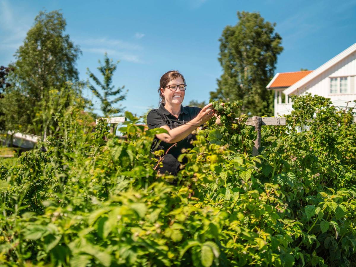 En person står blant grønne busker og planter i en hage, med hus og trær i bakgrunnen under en klar blå himmel.