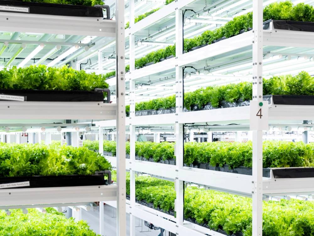 Hylder med grønne planter i et innendørs veksthus eller drivhus på ONNA-farmen.