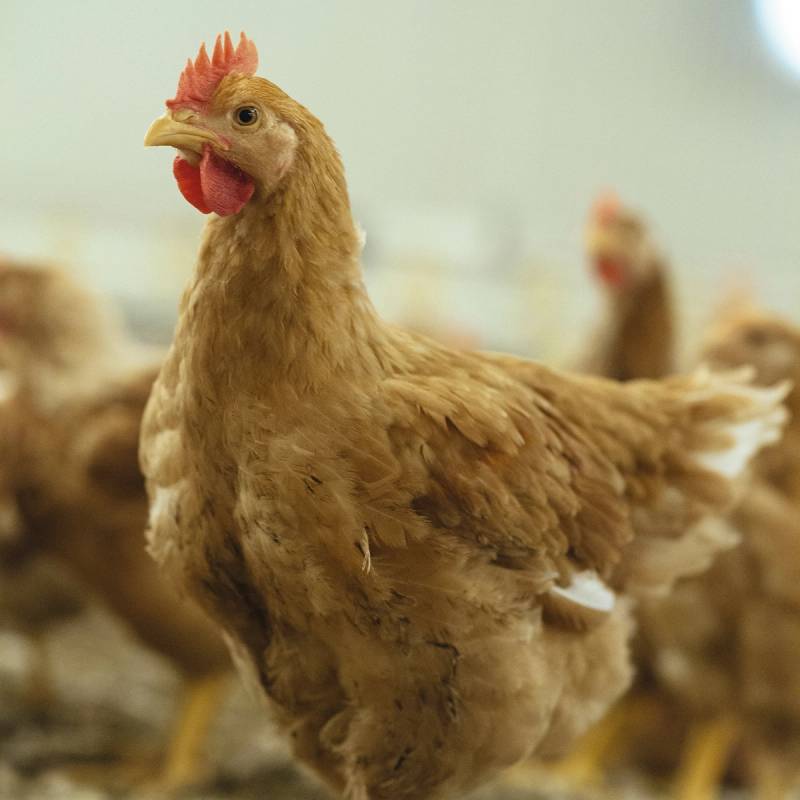 En høne med brunt fjørdrakt og rød kam ser mot kamera i en fjørfehage.