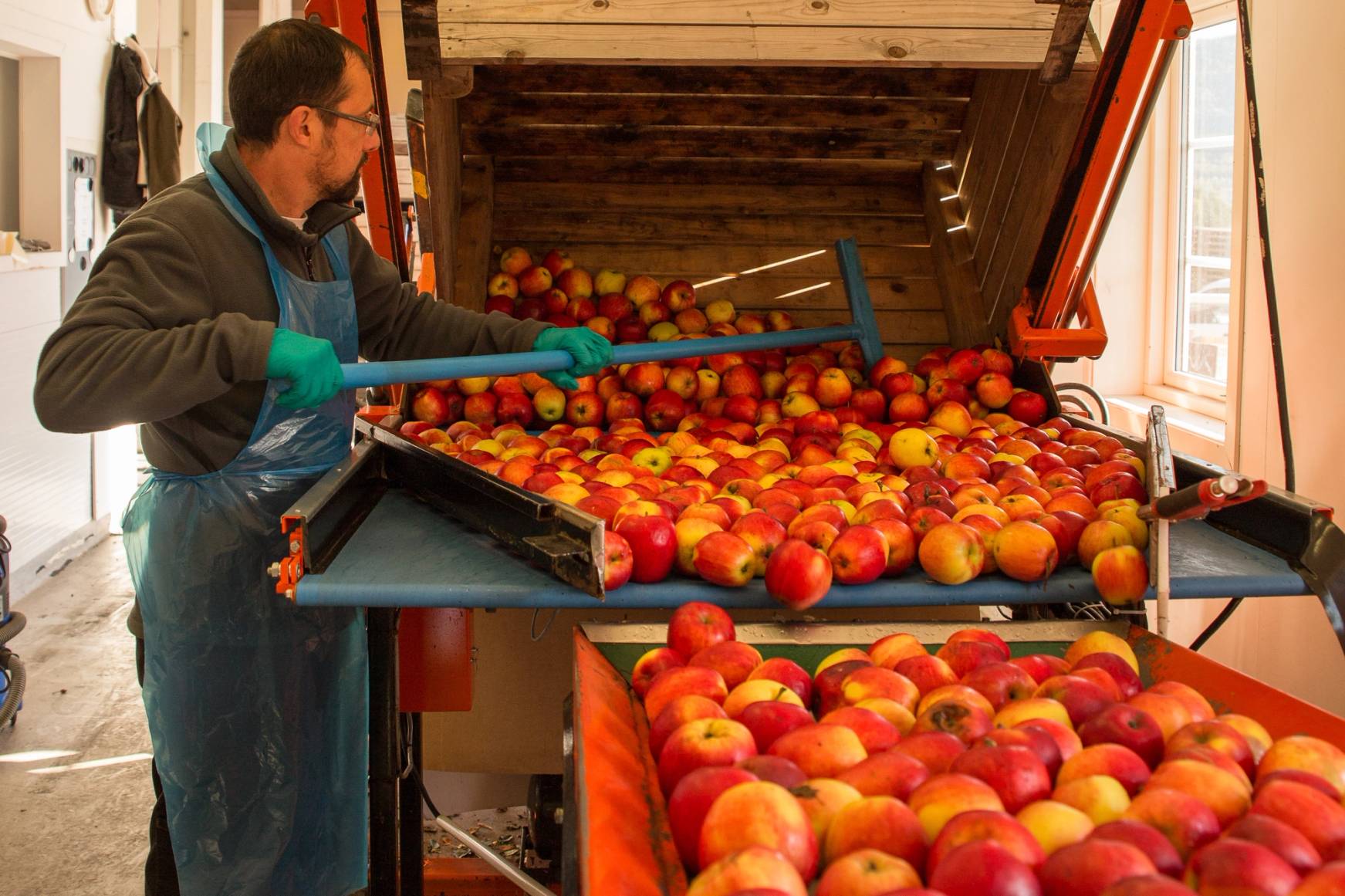 En person plukker epler fra en stor maskin i en innendørs produksjonslokale, med mange epler i maskinen og på bordet foran.