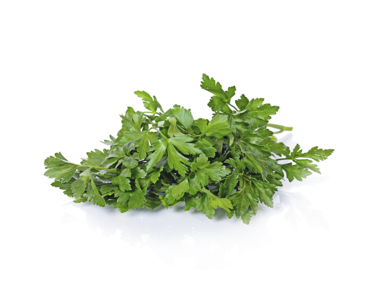 En bunt frisk koriander med grønne blader på en hvit bakgrunn.