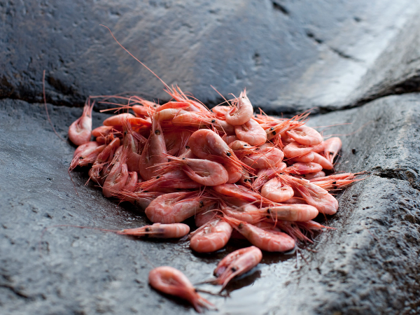 Ferske reker samlet på en stein, klar til å bli spist eller tilberedt.