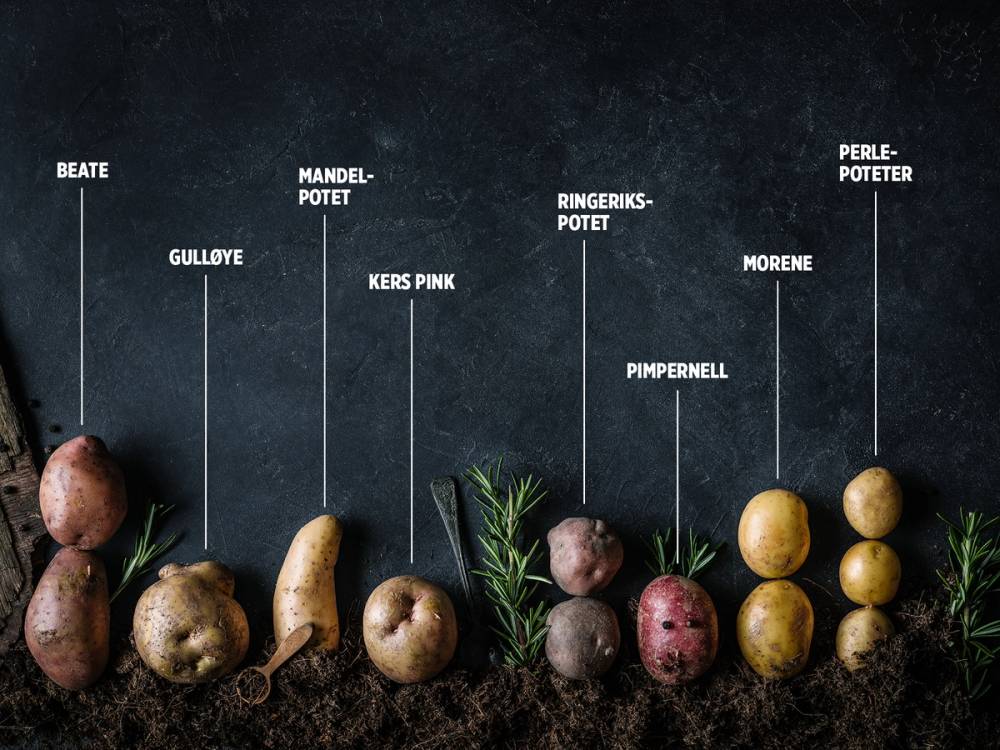 Ulike typer poteter med navn skrevet over, plassert på en svart bakgrunn med jord og grønne urter.