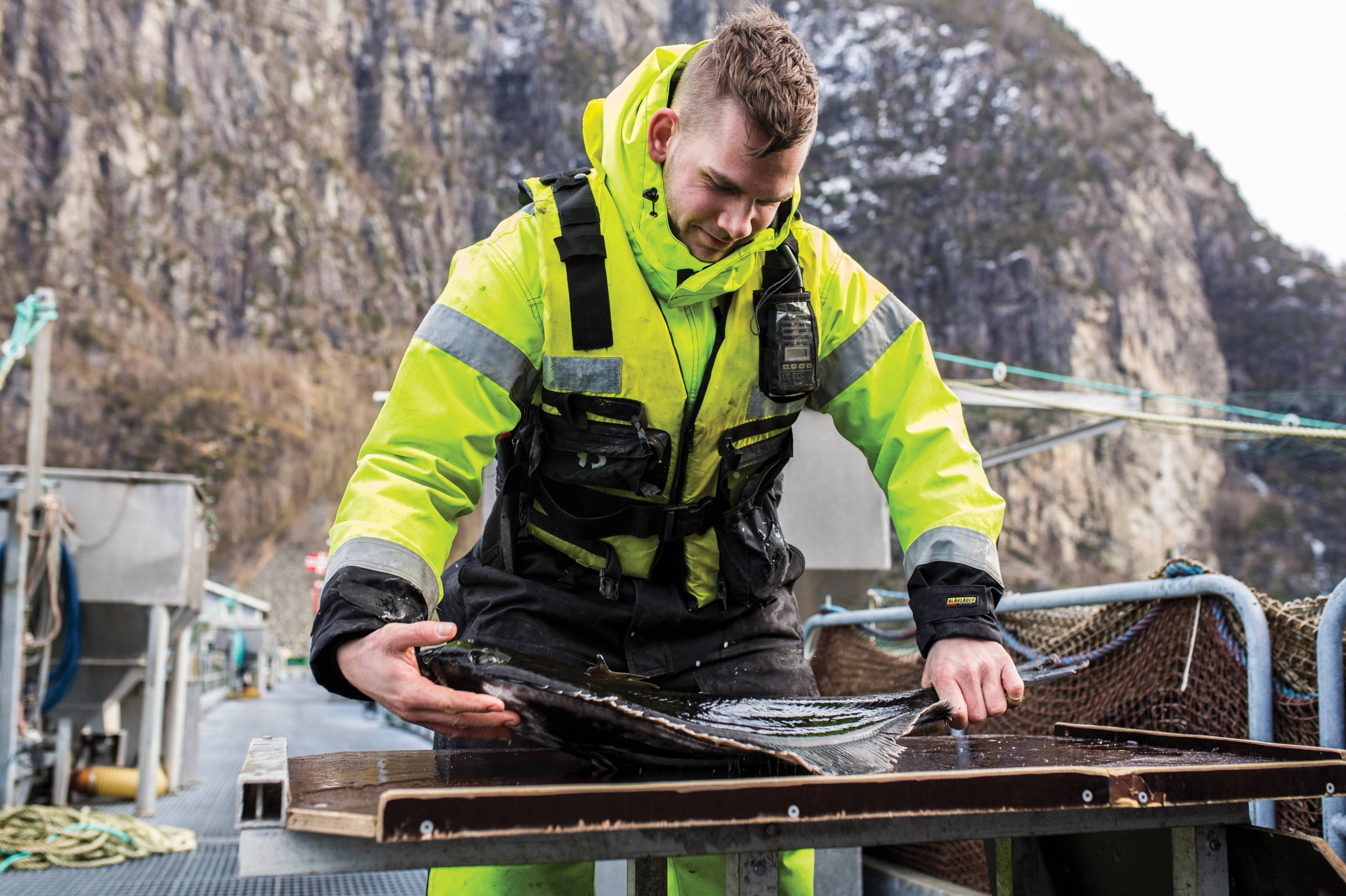 En person i høy synlighetjakke håndterer en stor kveite på en fiskebord ute ved sjøen med fjell i bakgrunnen.