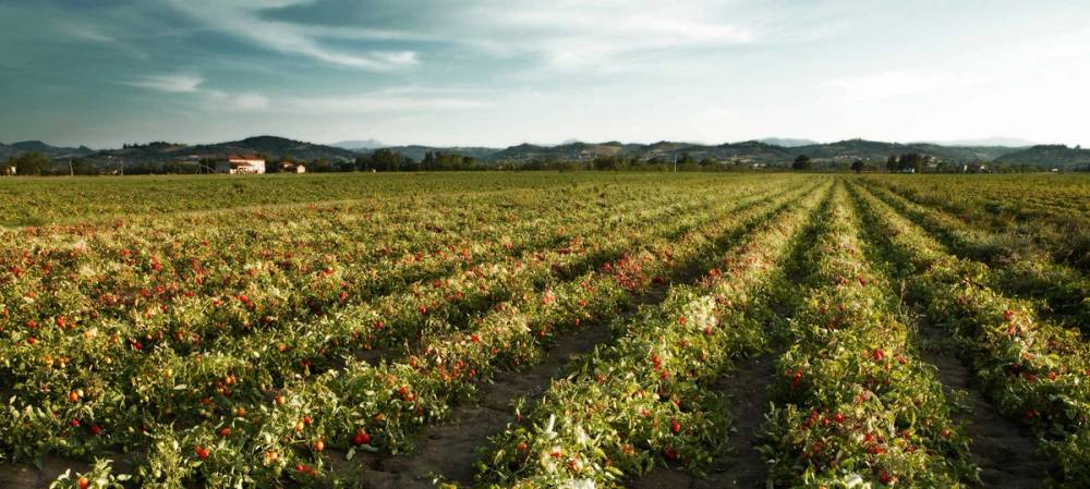 En stor jordbruksåker med radvise planter under en overskyet himmel.