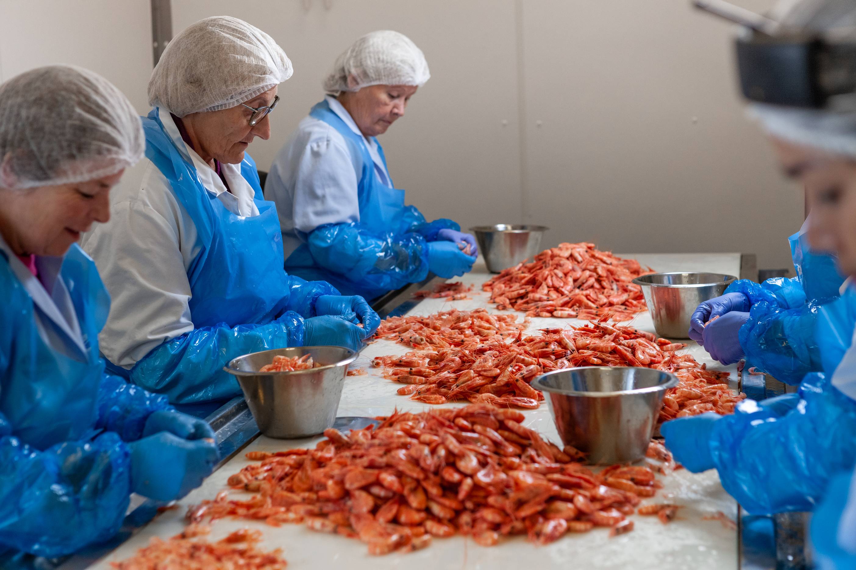 Fiskere som sorterer og forbereder reker i en produksjonsfabrikk, med flere personer i blå arbeidsklær rundt et bord fylt med reker.