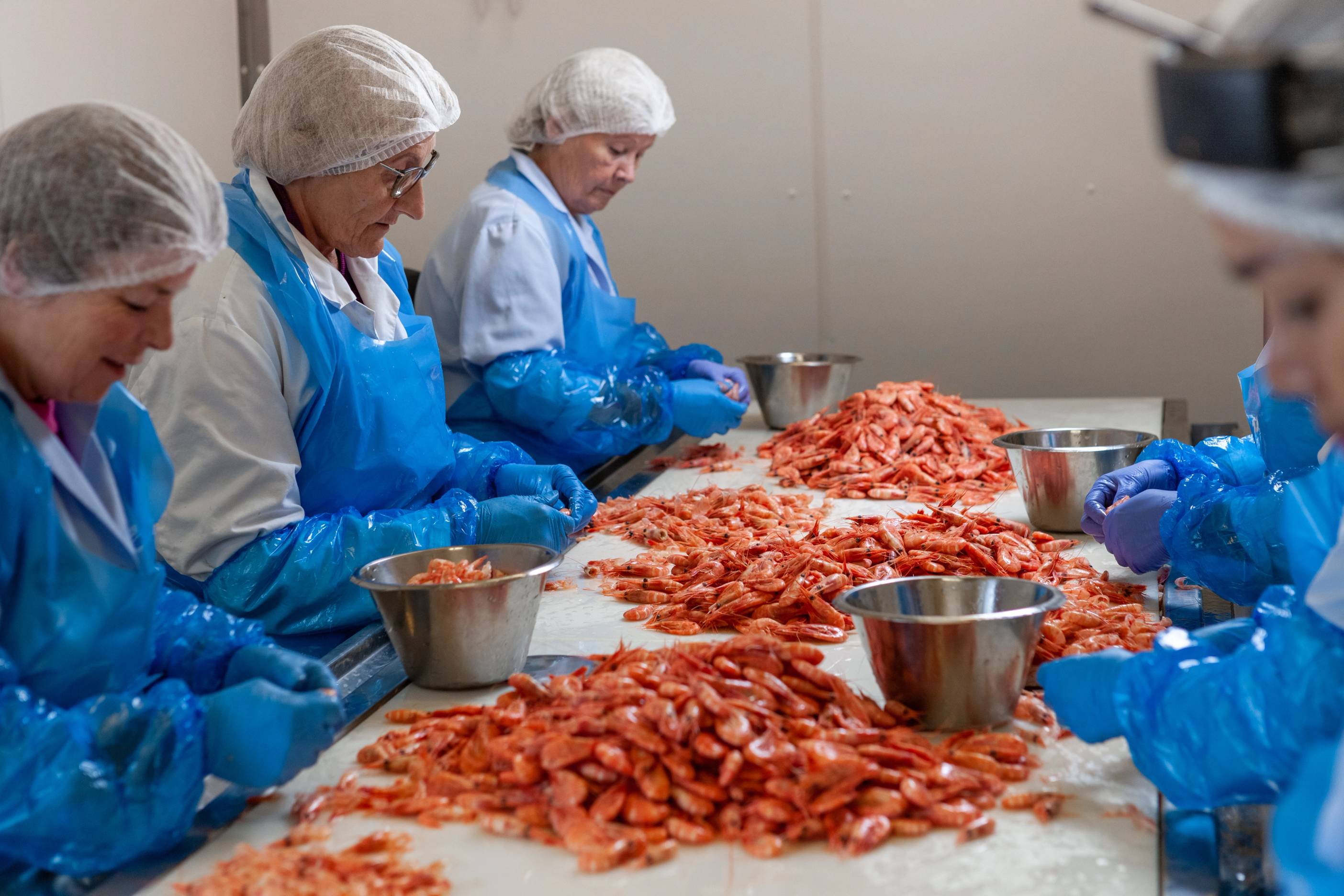 Fiskere som sorterer og forbereder reker i en produksjonsfabrikk, med flere personer i blå arbeidsklær rundt et bord fylt med reker.