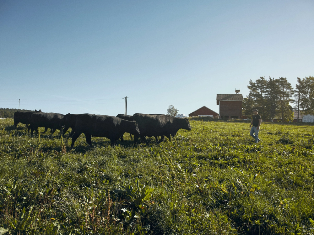 En person går blant en gruppe svarte Angus-kyr på en grønn eng under en klar himmel.