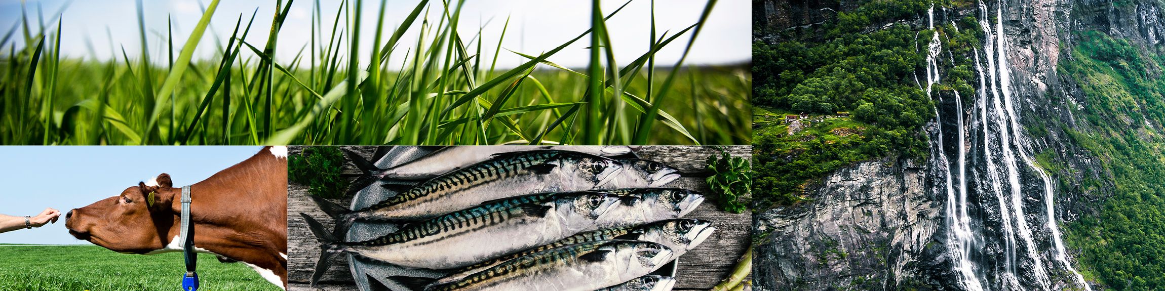 En collage som viser ulike bærekraftige matvalg, inkludert en ku, fisk og en foss i naturen.