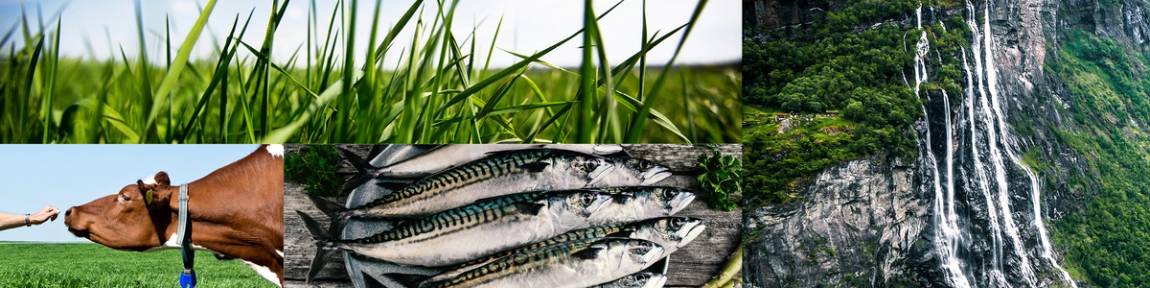 En collage som viser ulike bærekraftige matvalg, inkludert en ku, fisk og en foss i naturen.