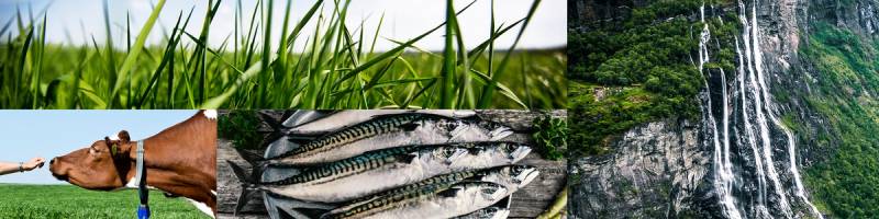 En collage som viser ulike bærekraftige matvalg, inkludert en ku, fisk og en foss i naturen.
