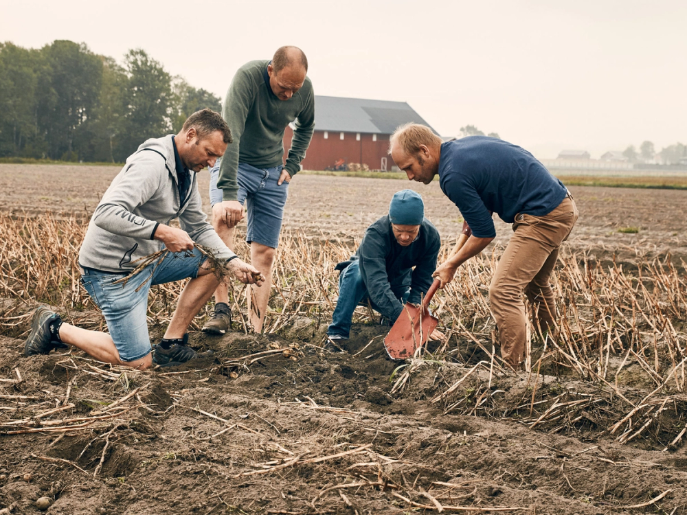 Fire personer planter poteter i en jordflekk på en åker med en låve i bakgrunnen.