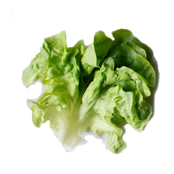 Friske ekebladsalatblad med lyse og mørke grønne nyanser