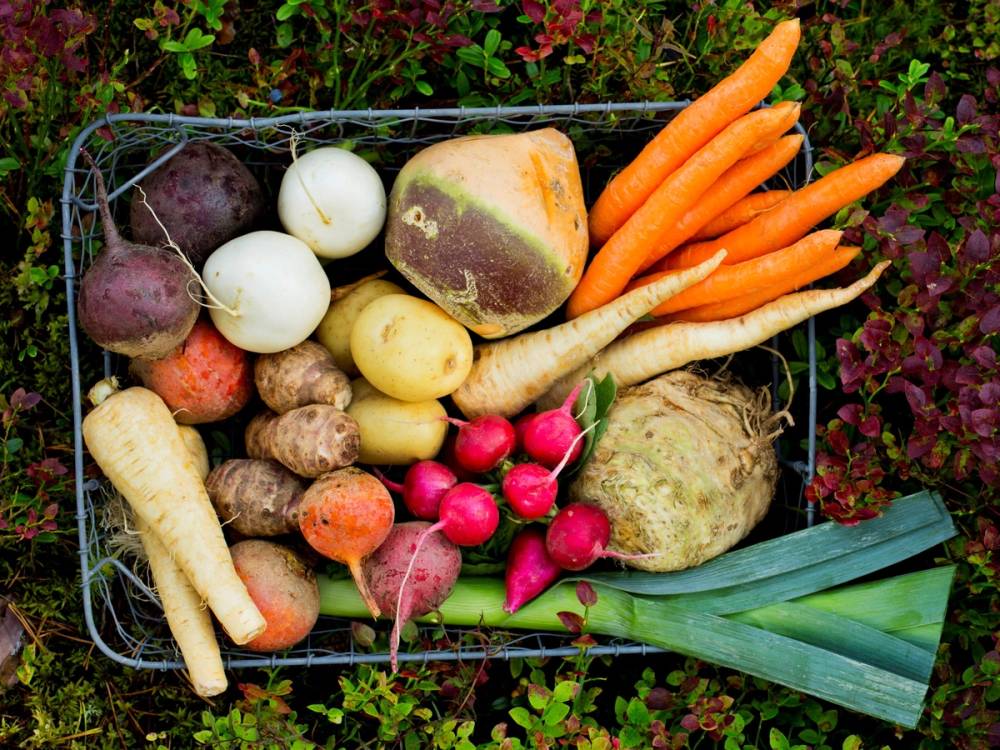 Et utvalg av rotgrønnsaker som gulrøtter, rødbeter, kålrot, pastinakk og radiser i en kurv på jord med blomster i bakgrunnen.
