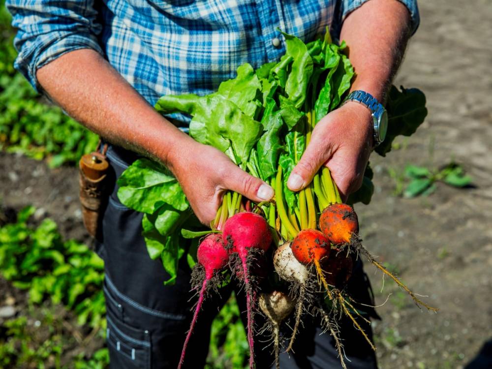 Person holder opp ferske grønnsaker, inkludert radiser og bladgrønnsaker, i en hage eller jordflekk.