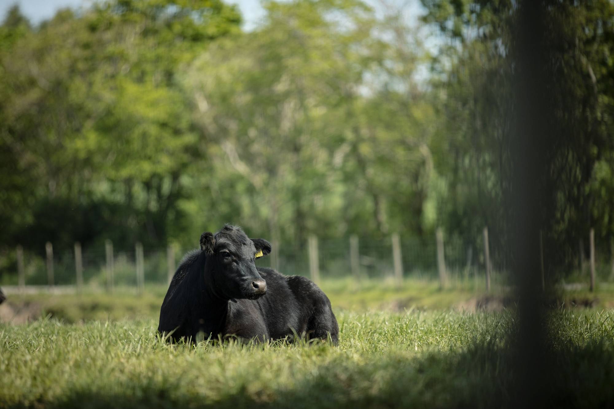 To svarte kyr som ligger på en grønn eng med trær i bakgrunnen, under en klar himmel.