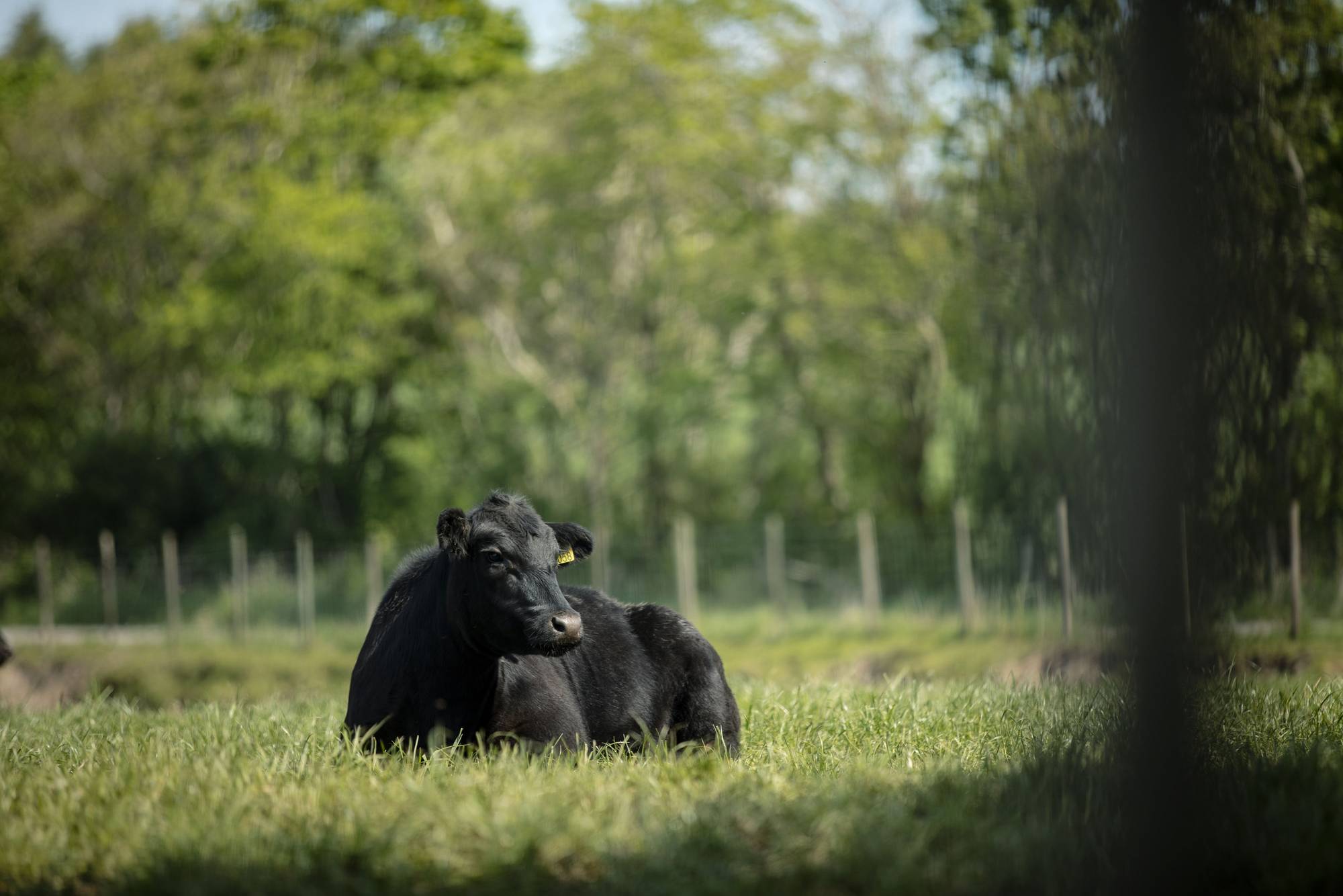 To svarte kyr som ligger på en grønn eng med trær i bakgrunnen, under en klar himmel.