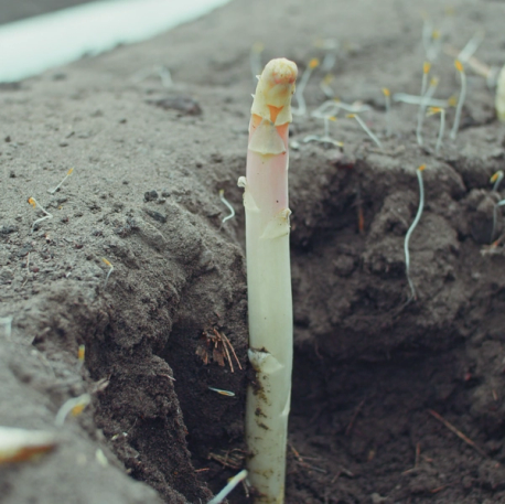Hvit asparges som vokser opp av jorda i en åker.