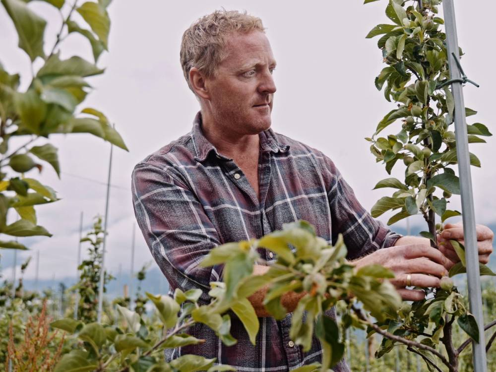 En person plukker epler fra et tre i en frukthage, omgitt av grønne blader og trær.