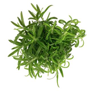 Frisk rosmarinplante med smale, grønne blader i en 9 cm potte.