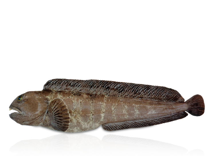 En steinbit ligger på en flat overflate med en brunaktig farge og tydelige finner.