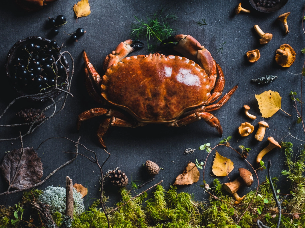 En stor, kokt krabbe omgitt av sopp, mose og små grener på en mørk bakgrunn.