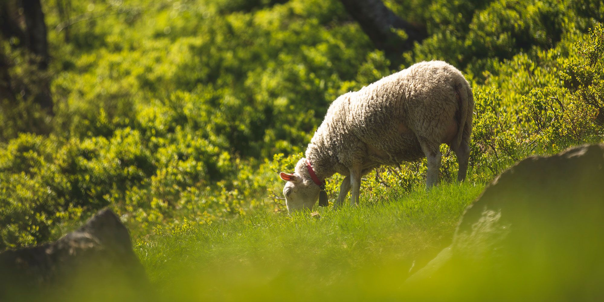 En lam som beiter på Jæren med grønt landskap og busker i bakgrunnen.
