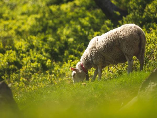 En lam som beiter på Jæren med grønt landskap og busker i bakgrunnen.